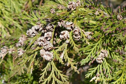 Chamaecyparis lawsoniana